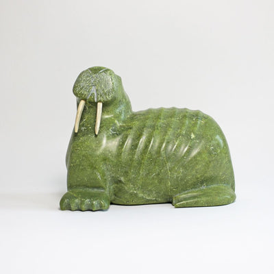 Walrus