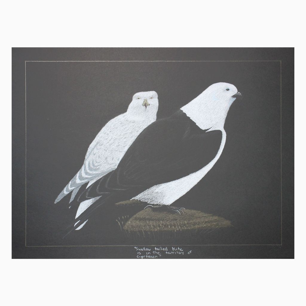 Swallow tailed kite is in the territory of Gyr Falcon