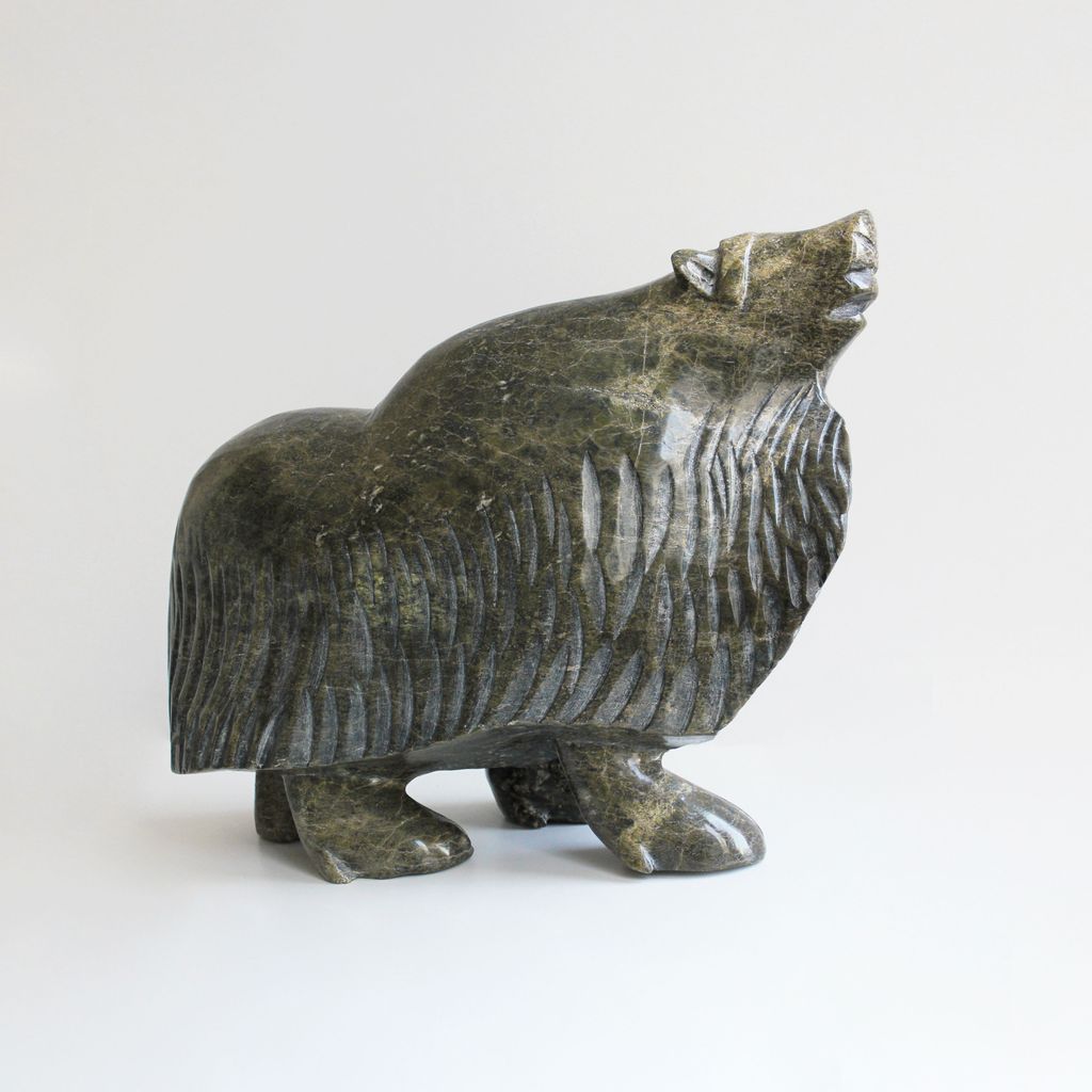 Muskox