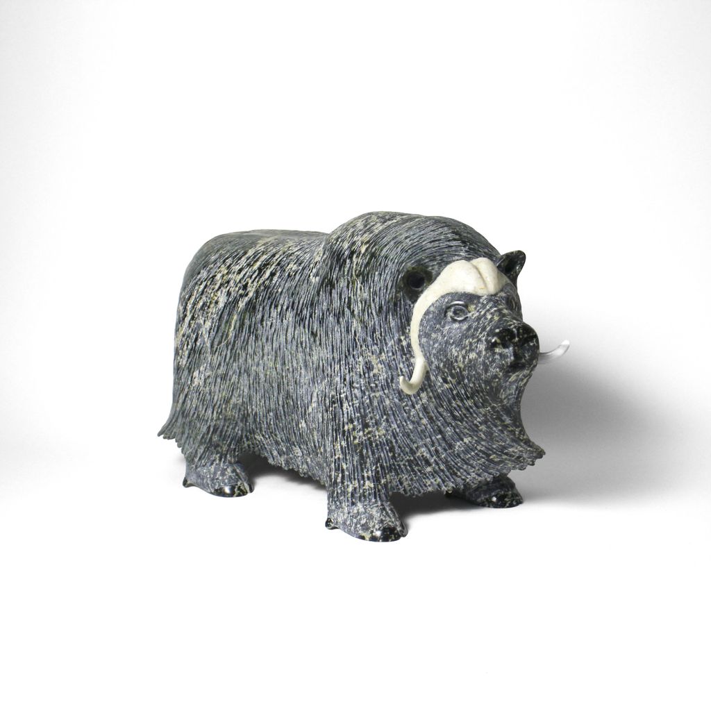 Musk ox