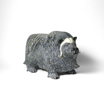 Musk ox