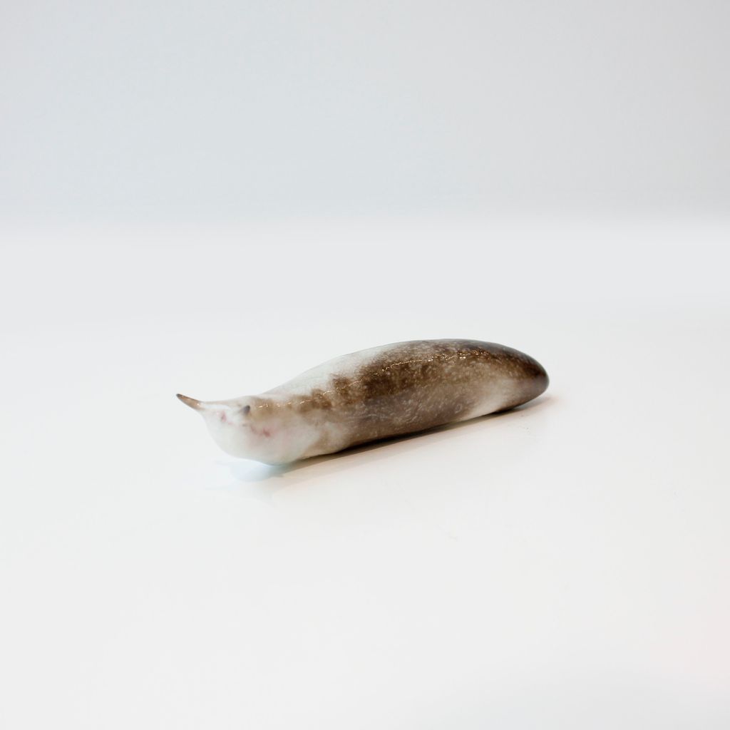 Slug #6 (Variation Series)