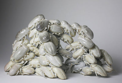 Cockroaches/Les coquerelles