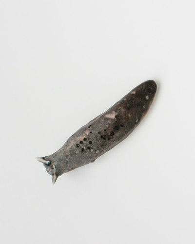 Slug 3 (Spring 2025)