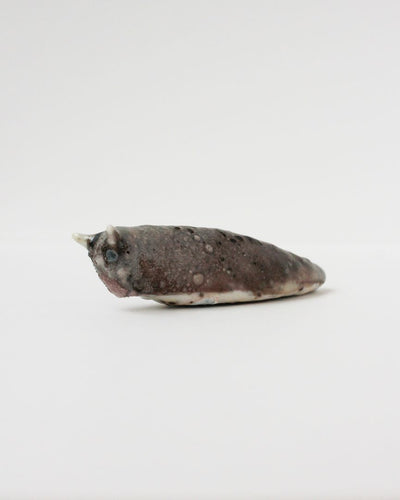 Slug 3 (Spring 2025)
