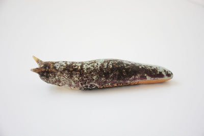 Slug 14 (Salt 2025)
