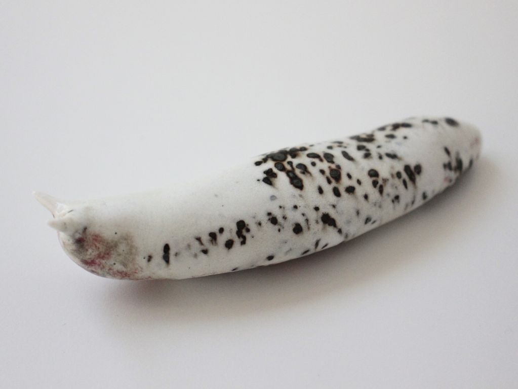 Slug 8 (Salt 2025)