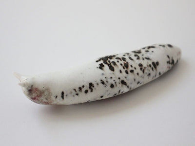 Slug 8 (Salt 2025)