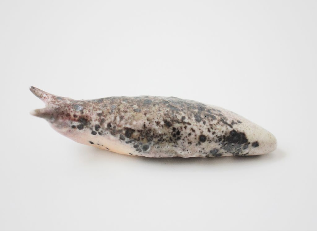 Slug 4 (Salt 2025)