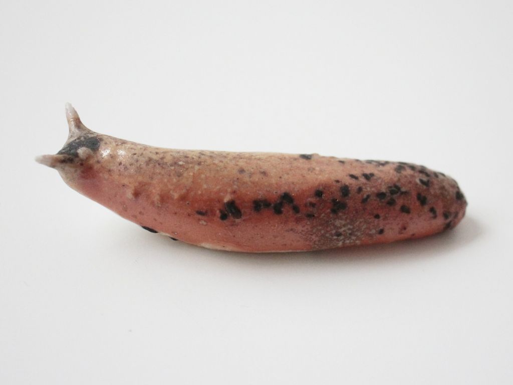 Slug 13 (Salt 2025)