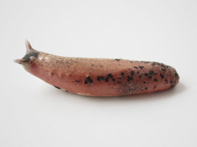Slug 13 (Salt 2025)