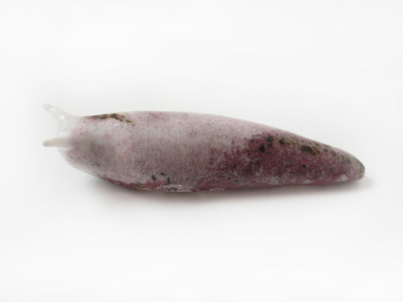 Slug 12 (Salt 2025)