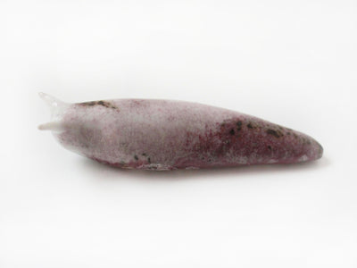 Slug 12 (Salt 2025)
