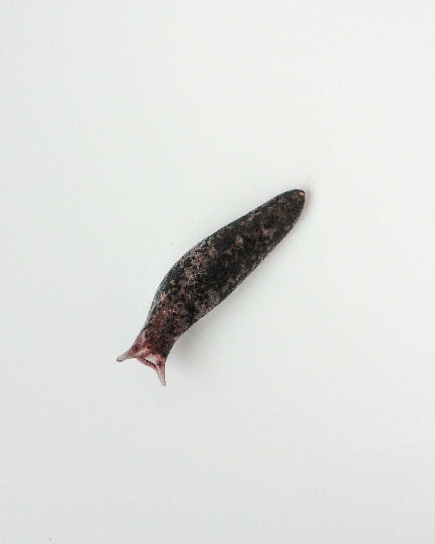 Slug 8 (Spring 2025)