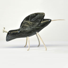 Insect