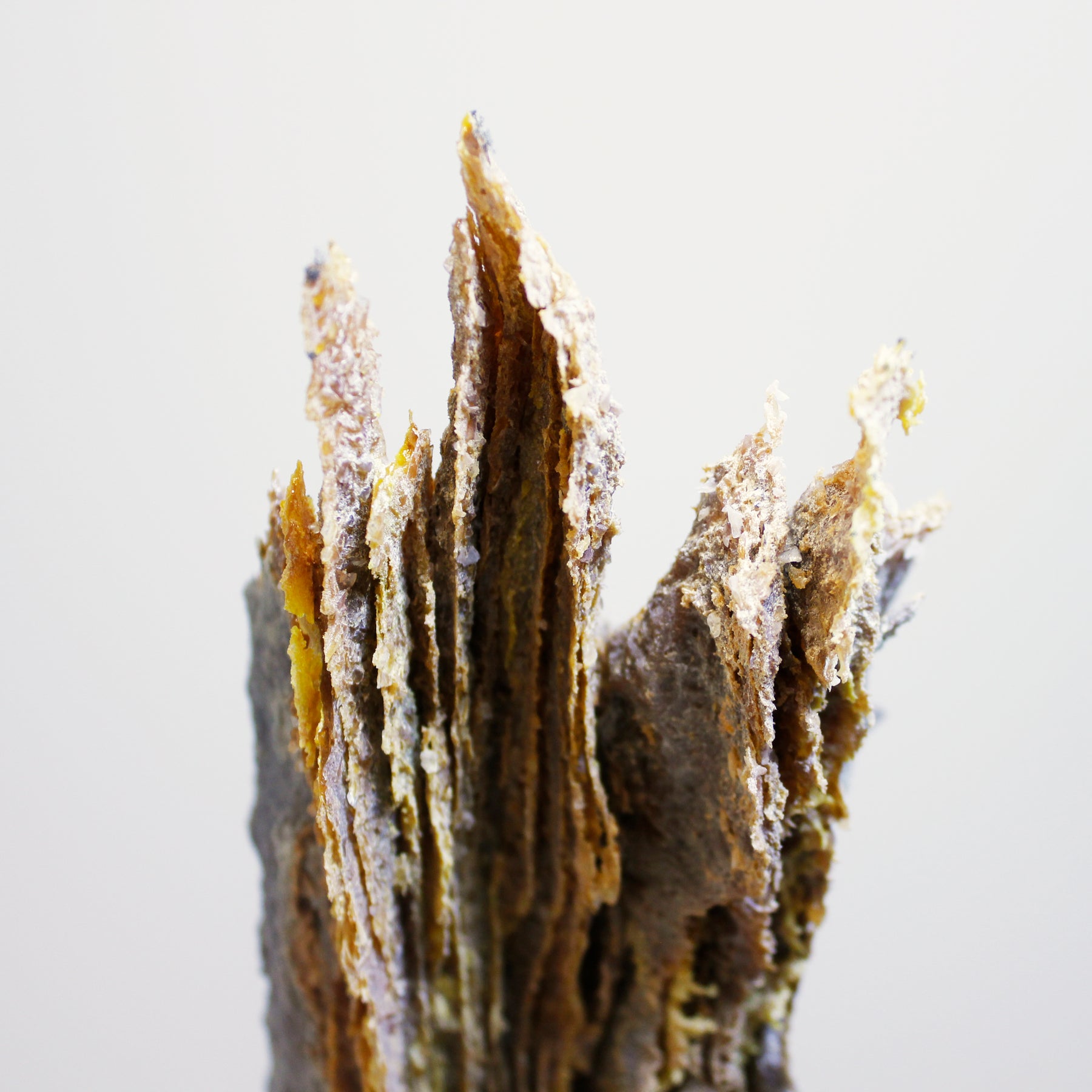 Jack Pine: Sentinel - La Guilde